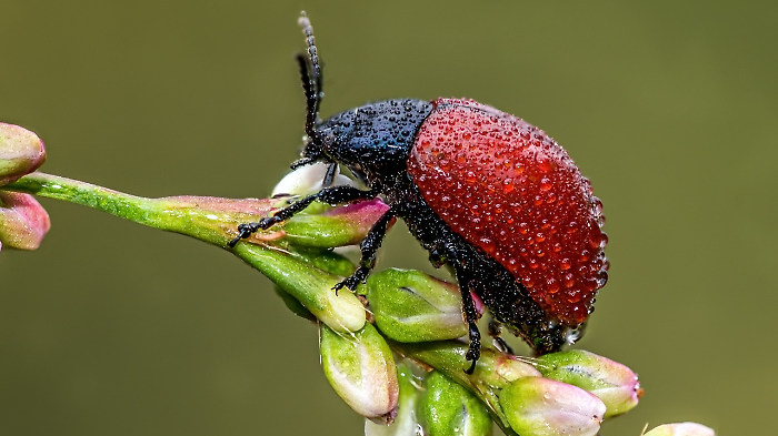 Mostra Minima Natura 