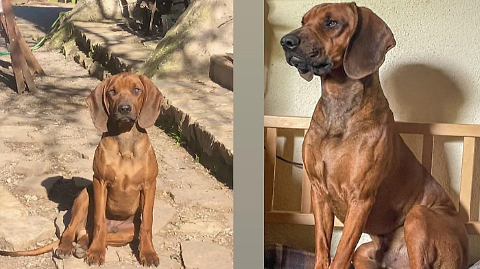 Magliano in Toscana, Aro segugio bavarese di un anno si è perso: aiutateci a ritrovarlo!