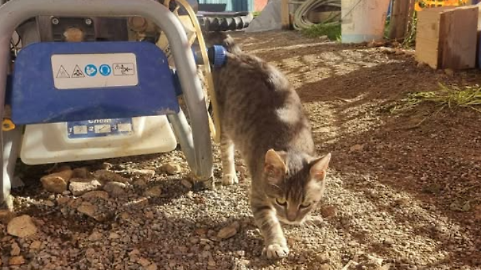 Manciano, un gattino che vive in un cantiere edile spera nel miracolo di Natale