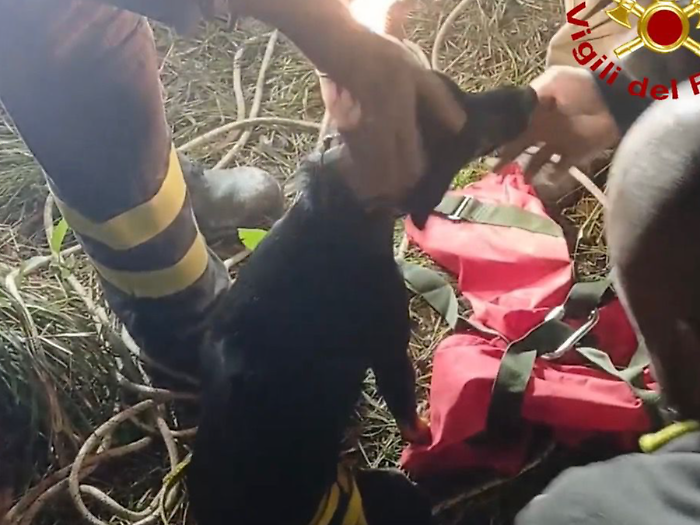 Massa Marittima, cane da caccia cade in un dirupo di 15 metri: recuperato dai vigili del fuoco