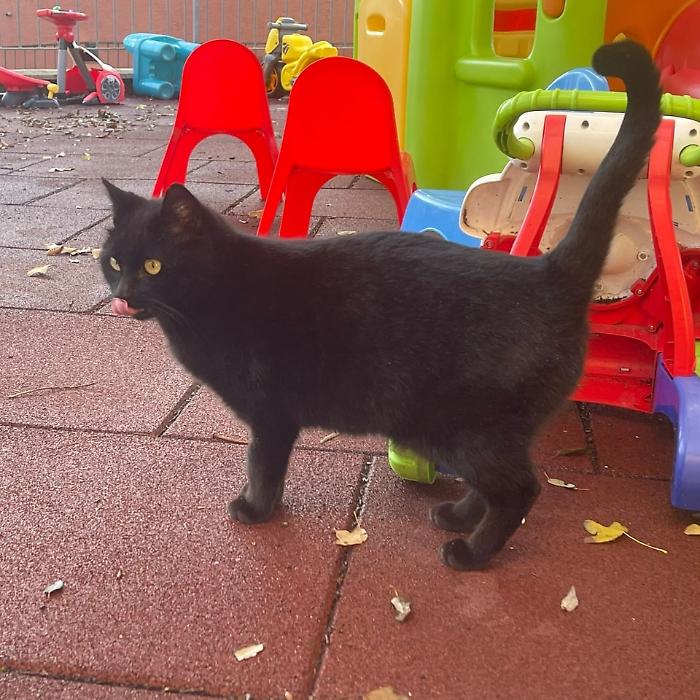 Grosseto, pelo lucido e occhi che incantano: Luna, la gattina che frequenta l'asilo nido è in cerca di una famiglia per sempre