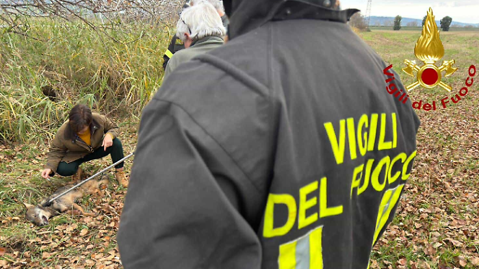 L'animale ferito