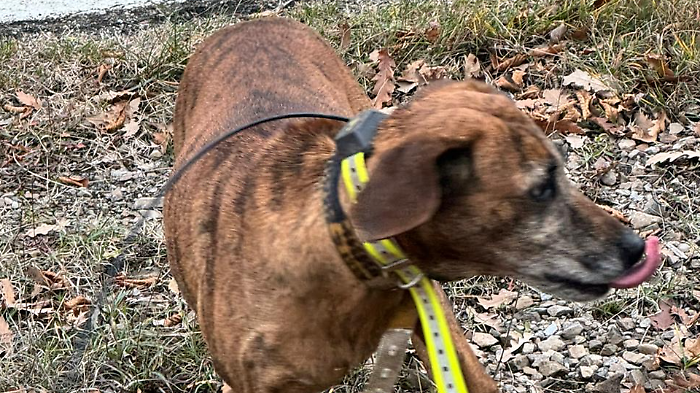 Amiata, cagnolina anziana si perde durante una battuta di caccia: un automobilista la salva e la riporta dal padrone