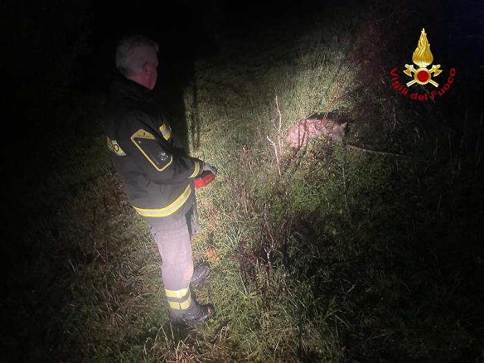 Massa Marittima, canide investito lungo la strada salvato dai vigili del fuoco