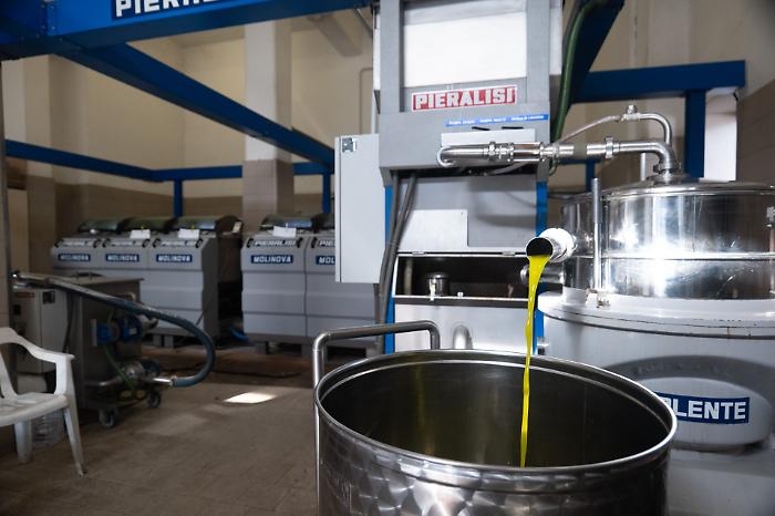 Pitigliano, raccolta delle olive: per la Cantina un'annata impegnativa da 13.000 quintali
