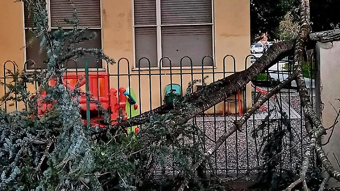 Ramo caduto alla scuola di Braccagni 