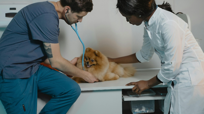 Ordine dei veterinari di Grosseto 