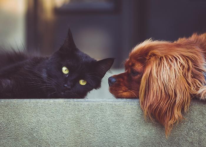 Maremma, cani e gatti terrorizzati dai botti: come mai hanno paura e come difenderli