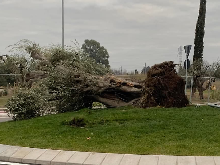 Grosseto, a dritto alla rotatoria con la macchina, abbate un olivo 