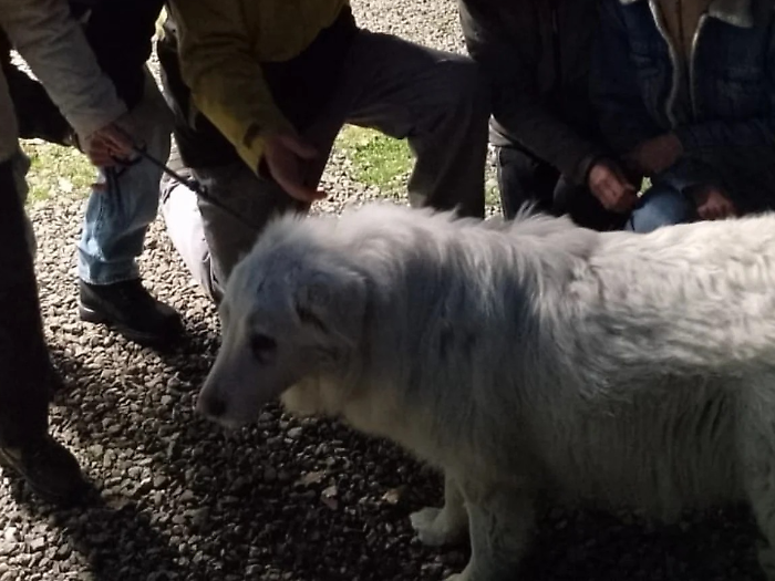 Grosseto, Mimì è stata ritrovata: sta bene ed è tornata a casa dopo tanti km percorsi