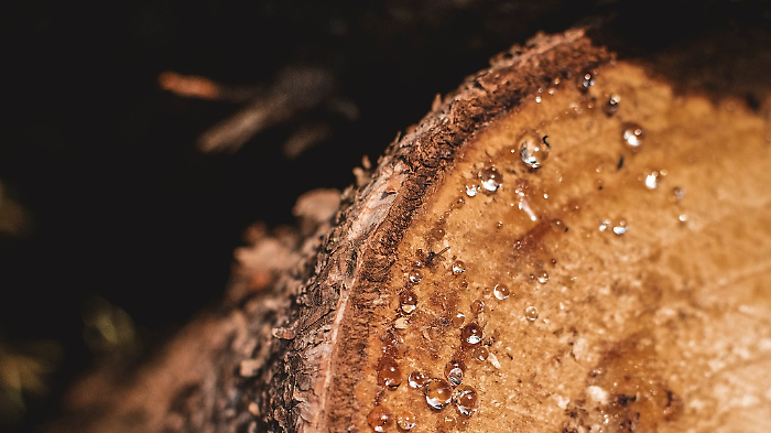 Grosseto, alberi abbattuti tra via Platino e Argento, Italia Nostra: "Chiesta la relazione tecnica sulla loro stabilità"