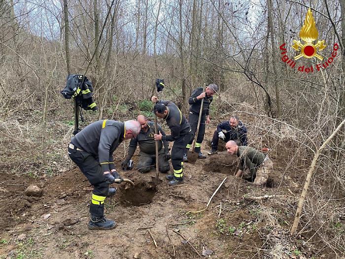 Massa Marittima, cane da caccia resta incastrato in un anfratto: la salvano i vigili del fuoco