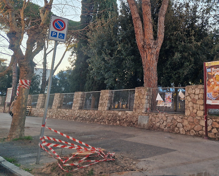 Grosseto, il vento fa cadere un albero: paura in via Emilia, vicino alla scuola elementare