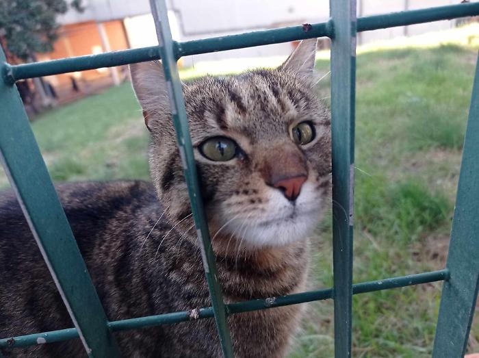 Grosseto, Baby il gatto che ama andare in ospedale e che crea scompiglio tra i grossetani