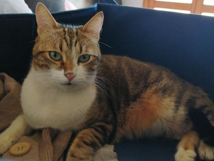 Bagno di Gavorrano, Simba si è perso: aiutiamo a ritrovarlo