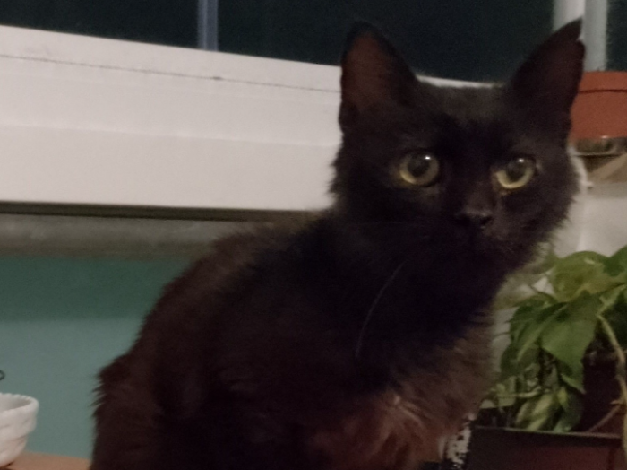 Grosseto, gatto anziano trovato in una colonia felina: potrebbe avere un proprietario, qualcuno lo cerca?