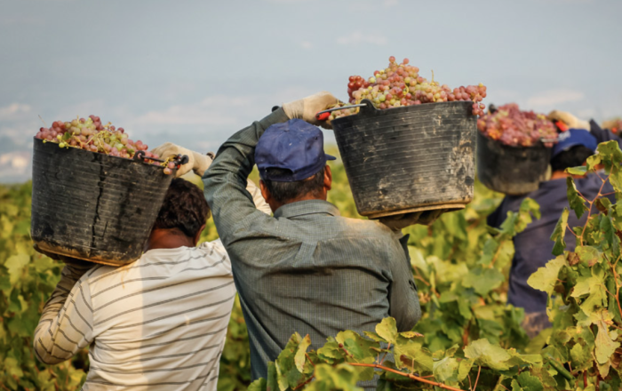 Manodopera in nero, due aziende agricole sospese e sanzioni per 32mila euro