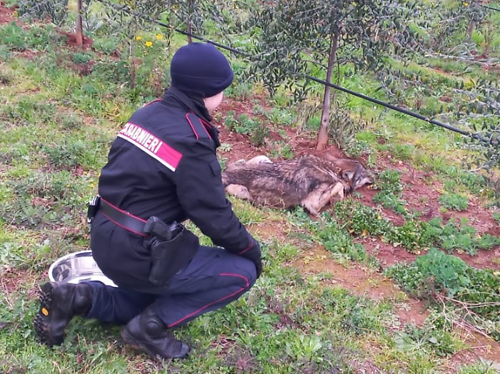 Gavorrano, lupo in difficoltà salvato dai Carabinieri e portato al Cras di Semproniano