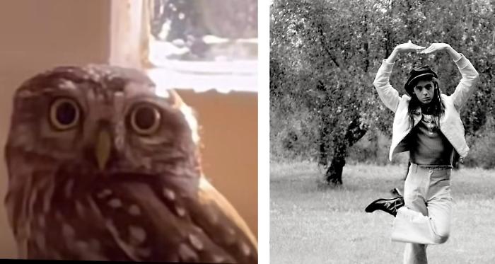 Lucio Corsi e la civetta ospite d'onore mentre suona l'armonica su Instagram