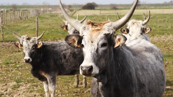 Vacca maremmana, Azienda Agricola Badia Vecchia