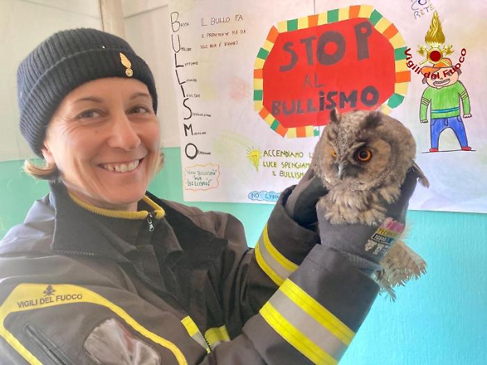 "A scuola c'è un gufo incastrato in una rete!": i vigili del fuoco lo liberano e mettono in sicurezza