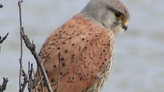 Gheppio (falco tinnunculus)