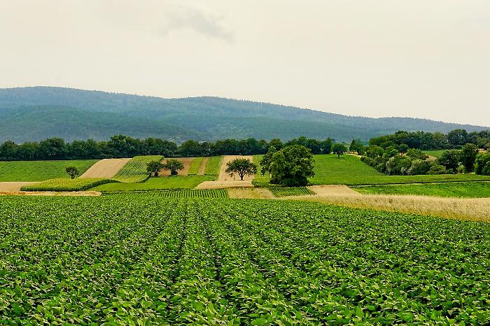 Dazi USA al 20%: una tempesta perfetta per l'agroalimentare di Grosseto