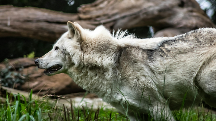 Rimozione e  smaltimento delle carcasse degli animali uccisi dai lupi