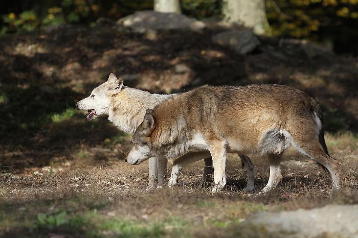 Attacco di lupi al Parco della Maremma morte 27 pecore, Rusci: "Fatto grave e significativo"