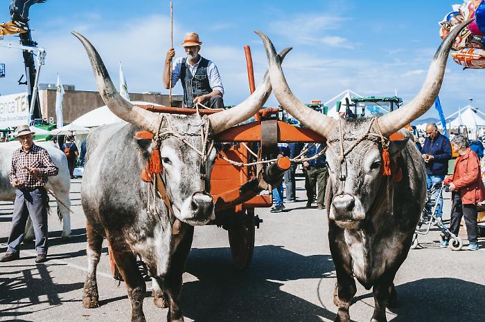 Fiera del Madonnino, Game Fair Italia, Toscoleum: il più grande evento all'aperto è pronto a partire
