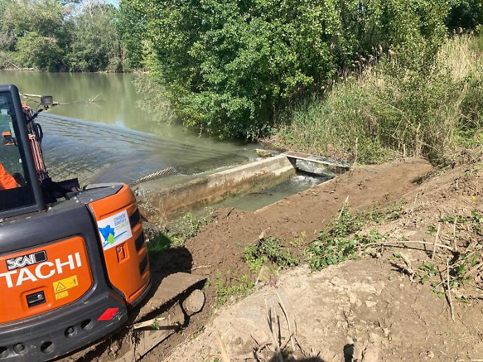 Operazione pulizia alla Steccaia per salvare i pesci che popolano l'Ombrone 