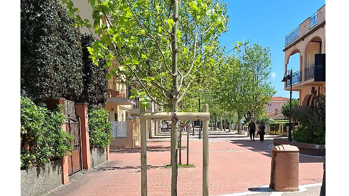 Via gli alberi pericolosi, in arrivo nuove piante: restyling del verde in pineta e sul lungomare