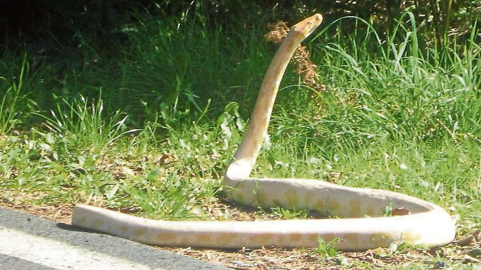 Allarme: "Avvistato un pitone albino". È caccia al serpente in paese. 