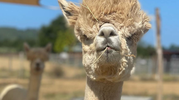 Gli alpaca di Albus Alpaca