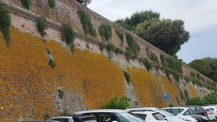 Le mura medicee di Grosseto invase dai capperi 