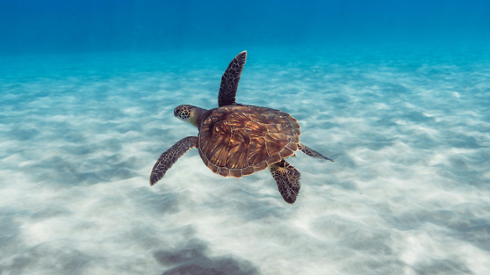 La tartaruga Totta torna in mare