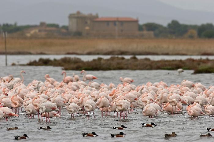 L'Oasi Wwf è un gioiello: il brand DoDo crea lo charm "Fenicottero"