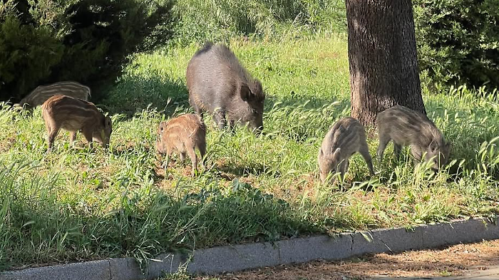 Una "famiglia" di cinghiali in libertà alle porte del centro: mamma e cinque piccoli a caccia di cibo