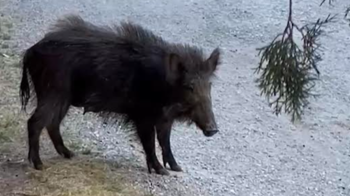 I cinghiali invadono il centro, guardie venatorie in azione: "Non avvicinateli e non date loro da mangiare, segnalate nuovi avvistamenti"