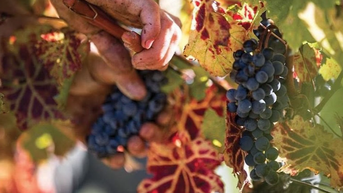 I Vini di Maremma su Gambero Rosso