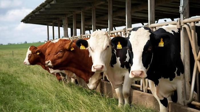 Ventilatori per le mucche, quintali di meloni bruciati dal sole: emergenza caldo in agricoltura. L'allarme di Coldiretti 