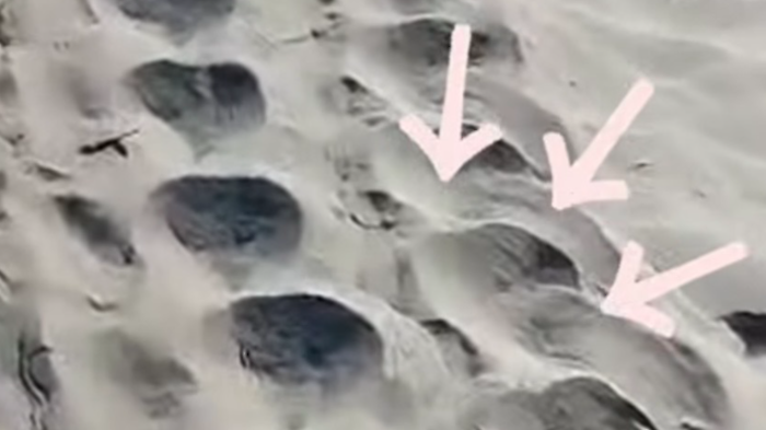 Le impronte della tartaruga marina a Castiglione della Pescaia 