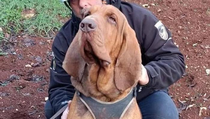 Addio a Bruno, il cane-eroe che ha salvato nove vite, ucciso dall'uomo: le parole del suo conduttore, la dichiarazione della premier Meloni