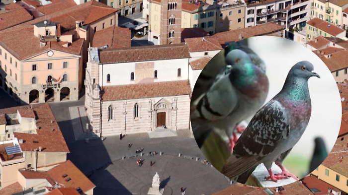 Grosseto combatte i piccioni con il progetto “Bird Control”