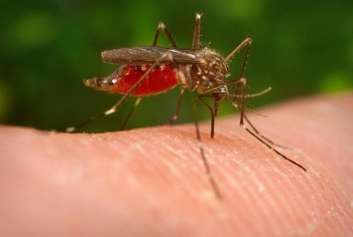 Virus West Nile, nessun caso di positività: il piano di sorveglianza veterinaria dell'Asl
