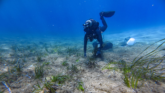 Un mare di speranza: Nespresso e Legambiente uniti per salvare la Posidonia all'Isola del Giglio