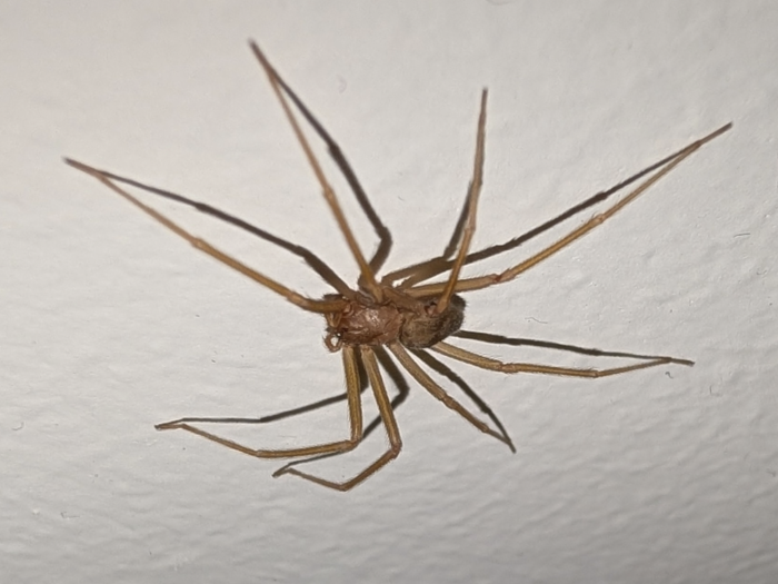 Trova il ragno violino nella vasca da bagno. Cosa ha rischiato e cosa fare se si viene morsi. Le caratteristiche della specie