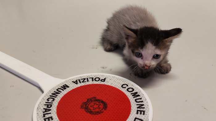 Gattino in trappola nel cofano, salvato dagli agenti della Municipale: la proprietaria dell'auto lo adotta