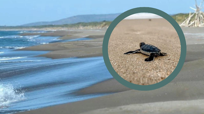 Nidi della Caretta caretta