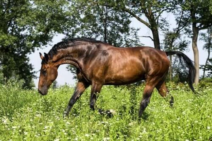 Il cavallo maremmano protagonista a Verona con Anam. Aspettando il Museo de buttero